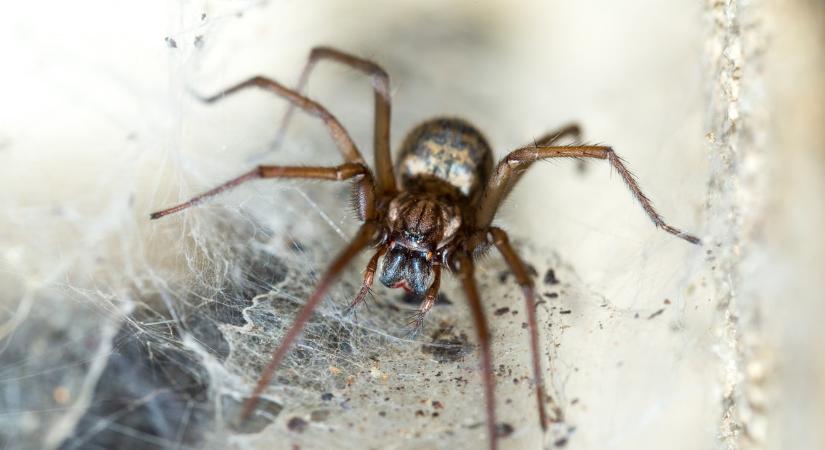Döbbenetes a világ legnagyobb pókhálója, amely egy krokodilt is képes elkapni: 111 ezer pók szőtte – fotó