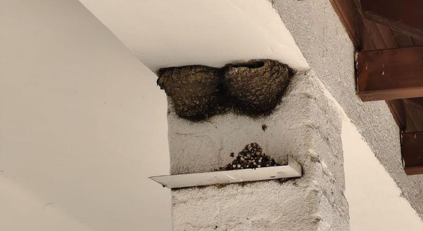 Mindenki azt hitte, végleg eltűnnek, de ami ebben a faluban történik, az valóságos csoda!