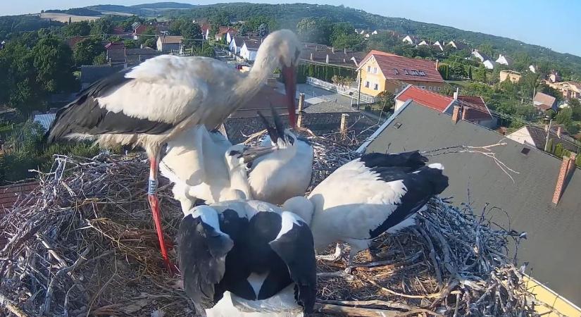 Vége az adásnak, ennyi volt: eldőlt a népszerű közvetítés sorsa