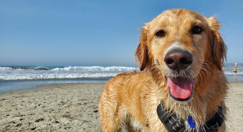 Az idén már 22 kutyabarát strand és fürdetőhely várja országszerte a kutyásokat