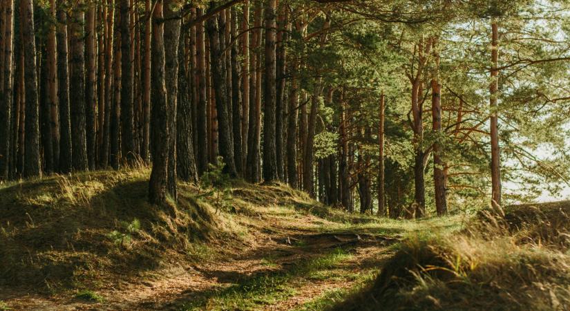 WWF Magyarország: át kell alakítani a védett és Natura 2000 erdők kezelését
