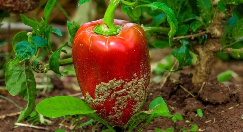 A paprika termése torz és repedt lett? Ez a hiányállapot is állhat a háttérben