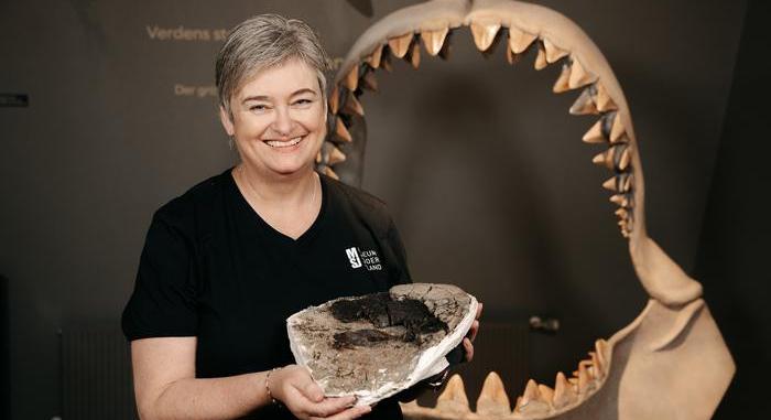 Évekre nyoma veszett egy doboznyi megalodoncsigolyának Dániában, most került csak elő