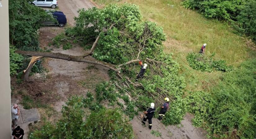 Fákat döntött ki, tetőket rongált meg a vihar Debrecenben