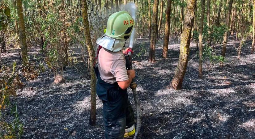 Lángba borult az erdő Magyargencsnél – két hektáron pusztított a tűz (galéria)