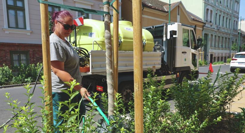 Nyolc locsolóautóval küzdenek a szegedi növények életben tartásáért