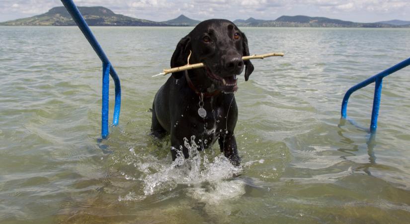 Most már volna hová vinni a kutyákat strandolni