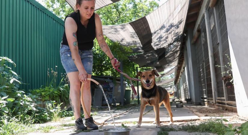 Árnyék és pancsolás – Így vészelik át a kánikulát a győri állatmenhely lakói - fotók