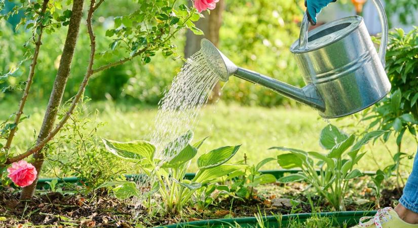 Kipusztítod a növényeidet, ha így locsolsz a kánikulában: a szolnoki kertbarát súlyos hibára figyelmeztet