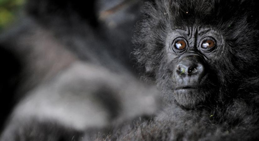 Megszületett az év első gorillabébije a kongói Virunga Nemzeti Parkban
