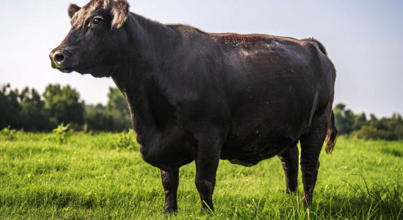 Megugrott a marhaexport és az árak: ezért lehet erős éve az ágazatnak