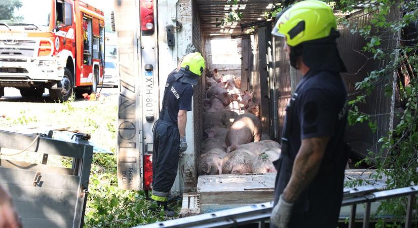 Súlyos baleset szentbalázsnál: teljes útzár mellett küzdenek a malacok életéért - FOTÓ, VIDEÓ