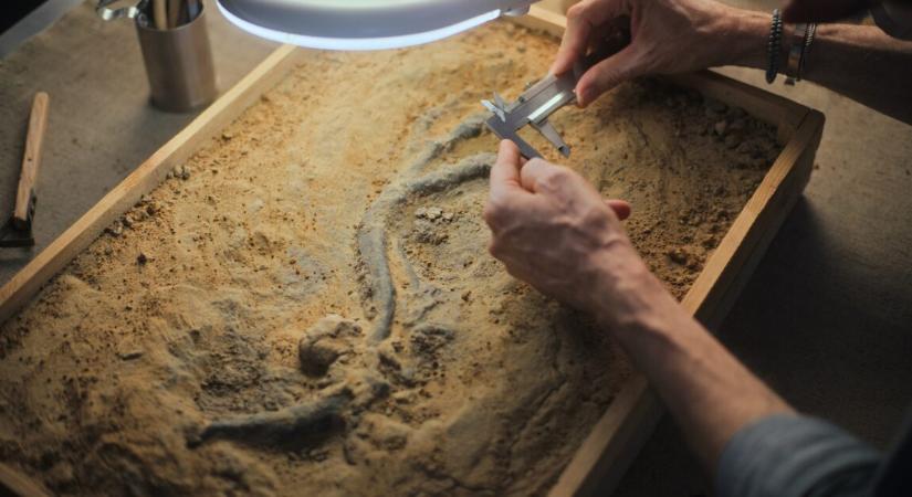 40 évig porosodott egy fiókban az első Antarktiszon talált dinoszauruszcsont