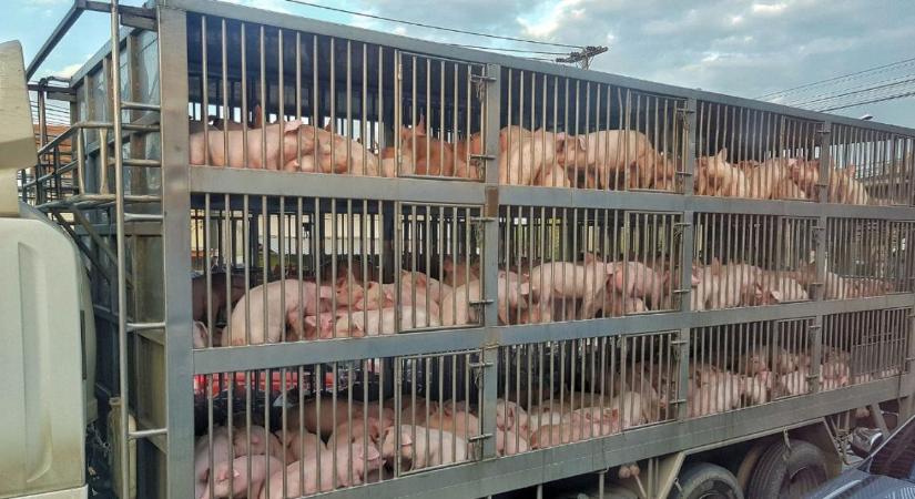 Sertésszállító kamion borult fel a 66-os főúton