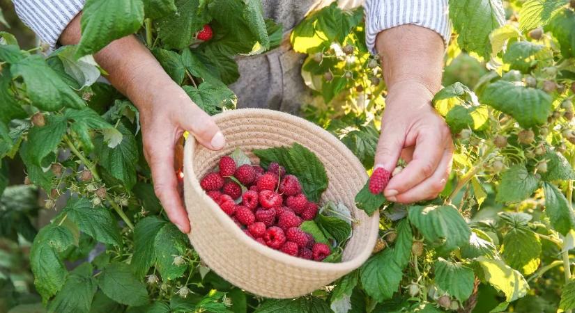Indul a málnavadászat! Ezeken a helyeken szedheted tele a kosarad