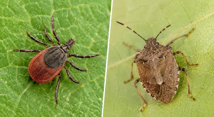 6 növény, ami elijeszti a kullancsokat és a poloskákat is, mégis kevés kertben látjuk