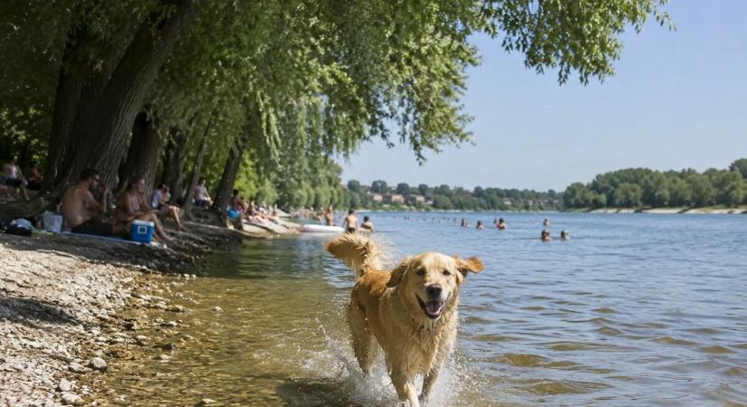Az idén már 22 kutyabarát strand és fürdetőhely várja a kutyásokat