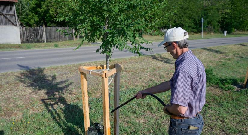 Vészhelyzet a hőségben: a mórahalmiak segítsége mentheti meg a fiatal fákat  fotók