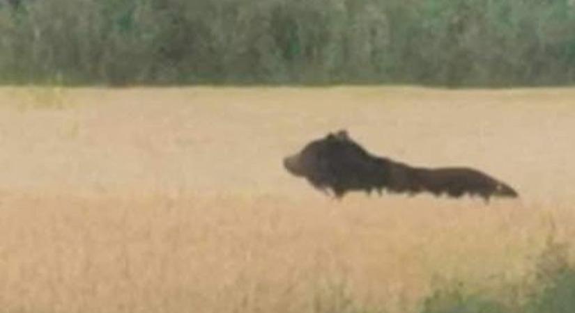 Újra felbukkant egy medve Borsodban! Fokozott óvatosságot kérnek ezen a területen!