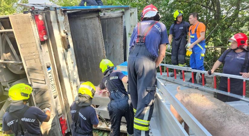 A sertések többsége elpusztult a balesetben
