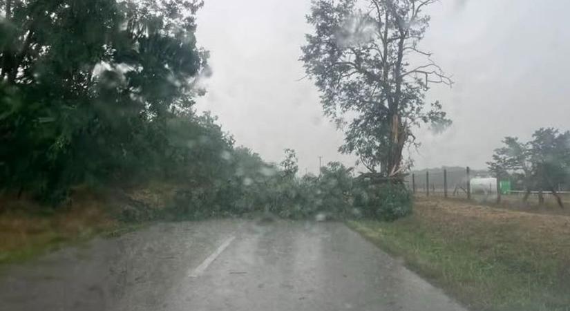 Közelít a vihar: rövid áramszünetek, erős szél, fa dőlt az útra - fotó, videó