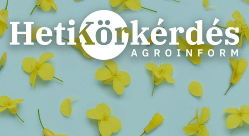 Mi a nagy termőképességű repcék titka? – Heti Körkérdés