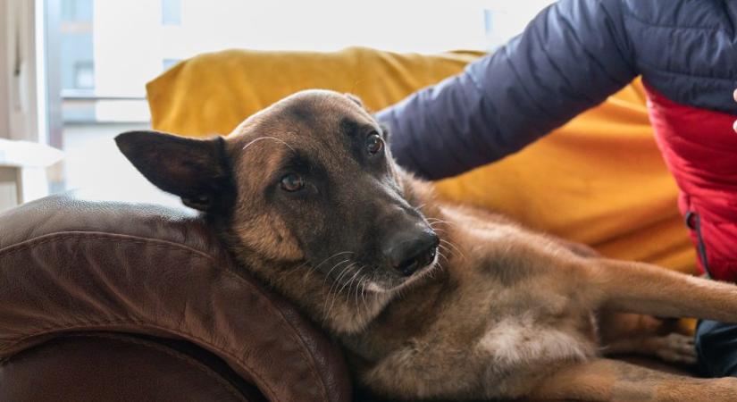 Ezért húzza be a kutya a nyakát, ha a fejét simogatod