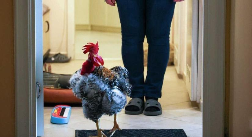 Gáspár Pipi új barátot szerzett, egy apró jövevény költözött mellé  fotók