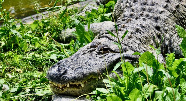 Megszólalt a krokodilok közé dobott 3 éves kisfiú családja