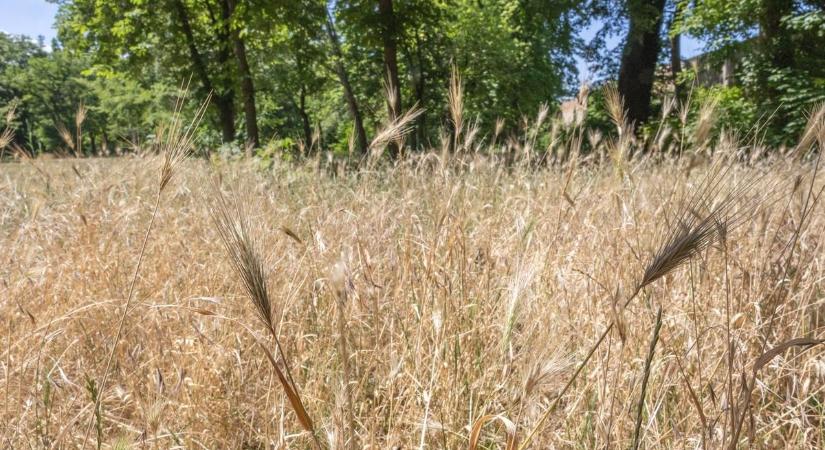 Baj van: lángokban áll a Hortobágy, több település lehet veszélyben