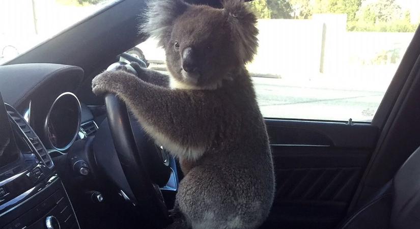 Elfogták a koalát, aki több autót összetört Ausztráliában egy közúton