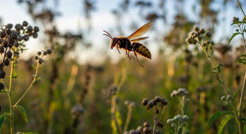 Ez a 8 hétköznapi dolog mágnesként vonzza a darazsakat – lehet, hogy nálad is ott lapul az udvaron