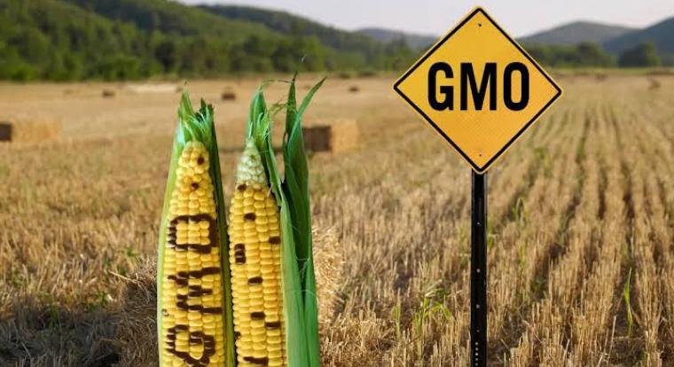 Új GMO-vita robbant ki Magyarországon az uniós génszabályok miatt