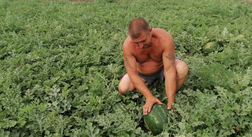 Aki teheti, Gloriát keressen, amikor dinnyét választana - vallja a káli gazda