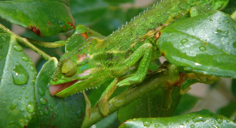 A párduckaméleon (Furcifer pardalis) optimális párásítása kánikulai körülmények között: Szakmai útmutató