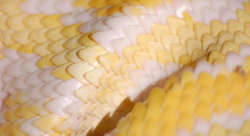 Albínó óriáskígyó szökött be egy családi ház medencéjéhez – fotók