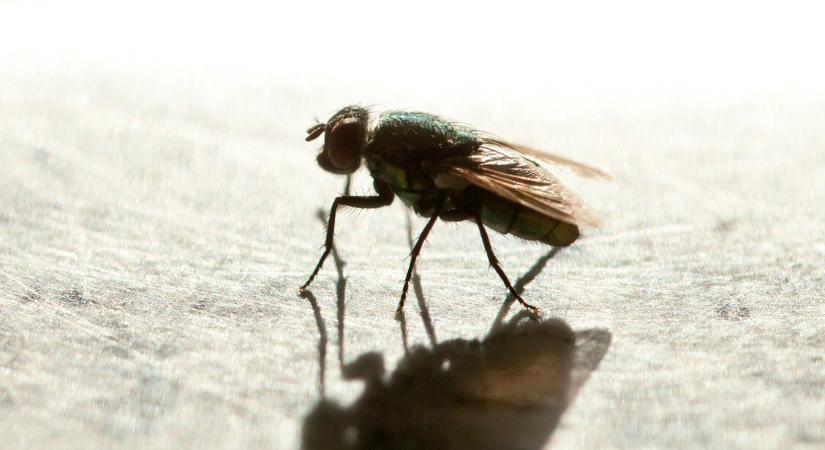 Két fűszer segít kiűzni a legyeket a lakásból – Íme, hogyan használd a módszert