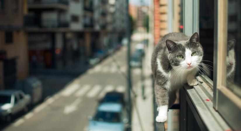 Miért szökik meg a benti cica? Íme a fő veszélyek