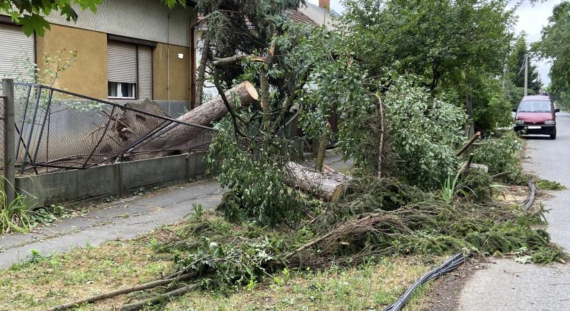 Fákat döntött ki, ágakat szakított le az erős szél szerdán Vásárhelyen