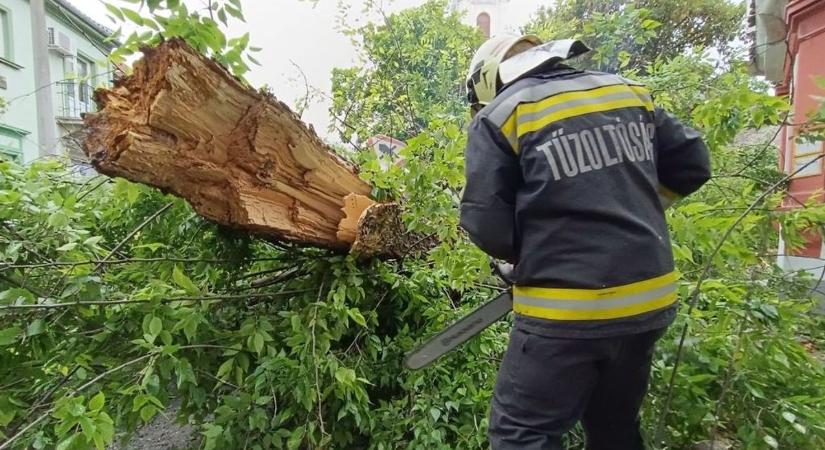 Végigsöpört a vihar Fejérben: balesetveszélyes ágak, kidőlt fák