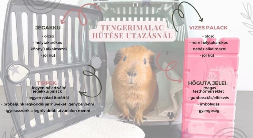 Hogyan menjünk orvoshoz tengerimalaccal vagy nyuszival a hőségben?