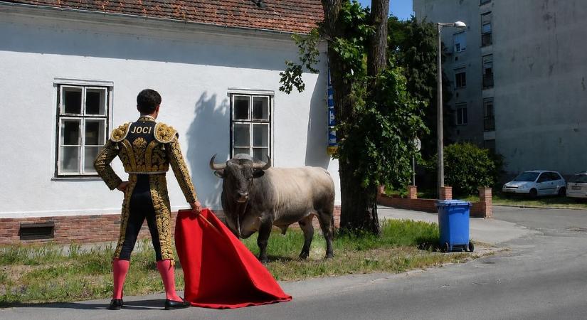 A féltékeny barcsi bika szétverte Jocit, aki nem is Joci