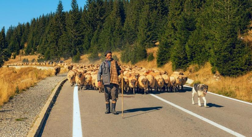 Nő a nyomás a határainkon: a kiskérődzők pestise kopogtat