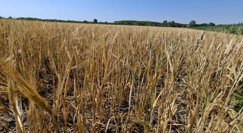 Porzik a termény, a repcét 4, a búzát 8% vízzel vágják