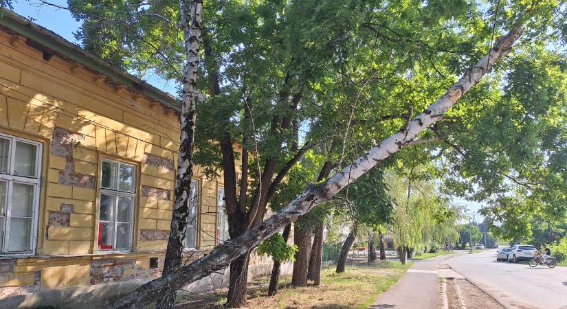 Rádőlt egy fa az autóra, a lakók az árkot ásó céget hibáztatják