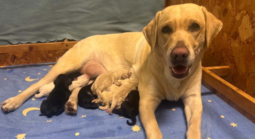 Tündéri labrador kiskutyák születtek – Önkéntes kölyöknevelőket keres a Baráthegyi Alapítvány