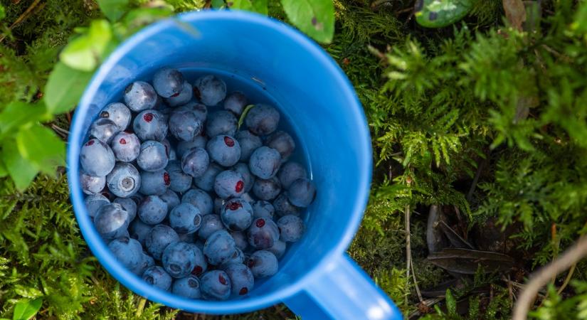 Szembetegséget is gyógyít. Most van a szezonja ennek a kék színű szuper-élelmiszernek