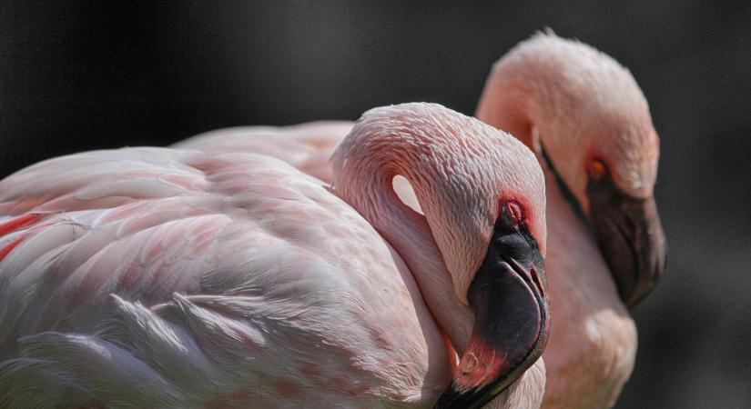 A flamingó-forradalom geo- és biztonságpolitikai olvasata