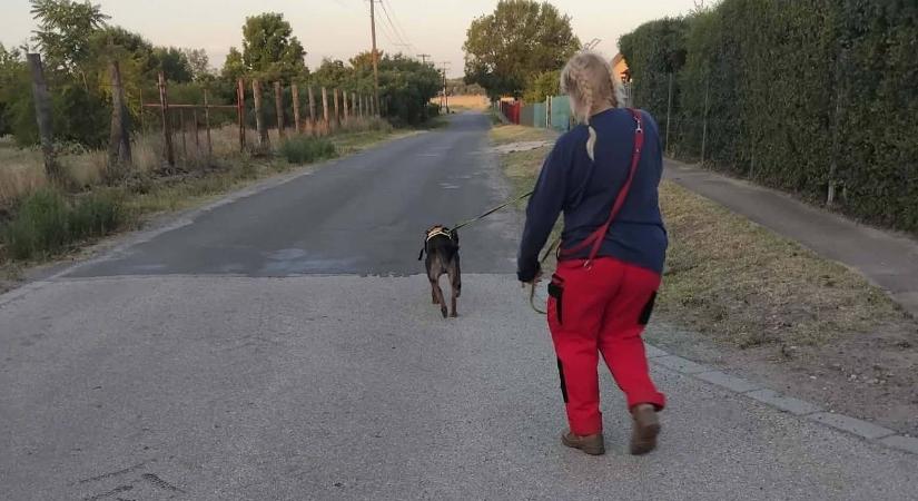 Sűrű éjszaka: két személy keresésére is kutyás mentőcsapat indult  fotók