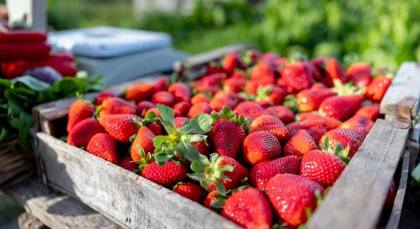Lecsapott a hatóság: sok magyart átverhettek a nyár egyik kedvenc gyümölcsével